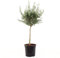 KENTIS - Olea Europea Cipressino - Olivier - Vraies Plantes Fruitières d'Extérieur - Olivier de Jardin - H 100-120 cm Pot Ø 30 cm 1/4 de Tige