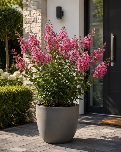 Lagerstroemia indica With Love Eternal® ca. 40 cm – Lagerstroemie, Indischer Flieder, Kreppmyrte – langblühender Blütenstrauch, bienenfreundlich, winterhart bedingt, Kübel- & Gartenpflanze