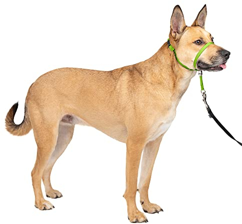 PetSafe Sanfter Führer Halsband mit Trainings-DVD