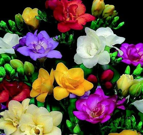 SmartMe - 15 Freesien-Blumenzwiebeln Garten Frühlingsblumen Neue Pflanze Januar bis Juni Blumenarrangement