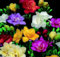 SmartMe - 15 Freesien-Blumenzwiebeln Garten Frühlingsblumen Neue Pflanze Januar bis Juni Blumenarrangement