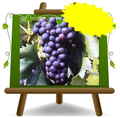 Uva de mesa Fresa negra Planta autofértil Fruta antigua Altura: 150~170 cm Edad: 2 años Jarrón: Diámetro 20 cm