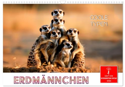 Erdmännchen - coole Typen (Wandkalender 2026 DIN A3 quer), CALVENDO Monatskalender: Kleine, mächtige Raubtiere, die im südlichen Afrika leben. (CALVENDO Tiere)