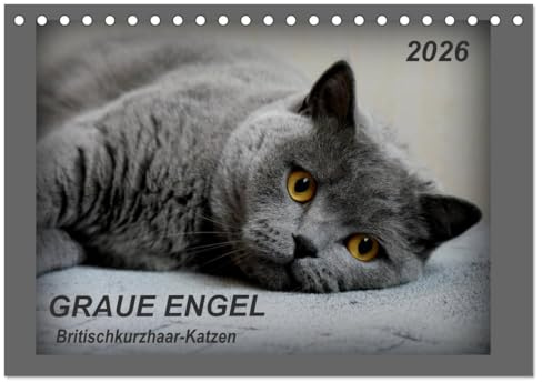 GRAUE ENGEL Britischkurzhaar-Katzen (Tischkalender 2026 DIN A5 quer), CALVENDO Monatskalender: Traumhafte Porträtfotos von Britischkurzhaar-Katzen (CALVENDO Tiere)