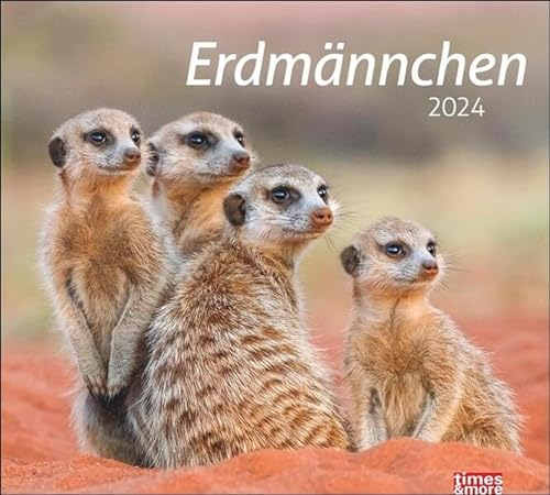 Erdmännchen Bildkalender 2024. Die süßen neugierigen Tiere toll abgelichtet in einem Wandkalendert. Hochwertiger Fotokalender für Tierfreunde.