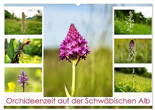 Orchideenzeit auf der Schwäbischen Alb (Wandkalender 2026 DIN A2 quer), CALVENDO Monatskalender: Auf der Schwäbischen Alb wachsen viele verschiedene Orchideenarten. (CALVENDO Natur)