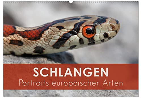 Schlangen - Portraits europäischer Arten (Wandkalender 2026 DIN A2 quer), CALVENDO Monatskalender: Makroaufnahmen von Schlangen aus Europa (CALVENDO Tiere)