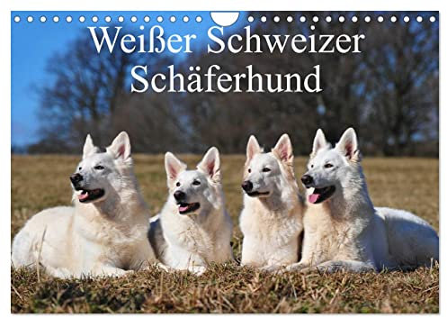 Weißer Schweizer Schäferhund (Wandkalender 2024 DIN A4 quer), CALVENDO Monatskalender: Auf 13 wunderschönen Fotos mit einer faszinierenden Hunderasse durch die Jahreszeiten (CALVENDO Tiere)