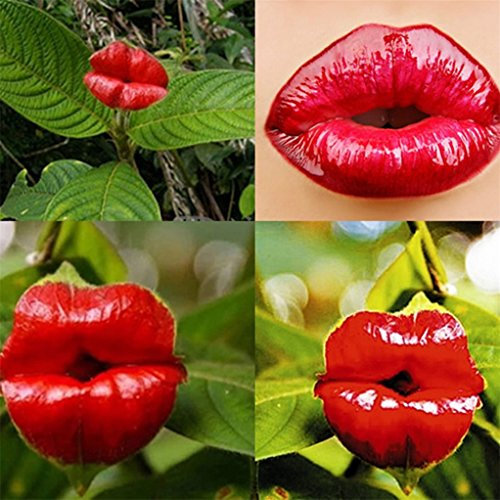 display08 50 Pcs Blazing Red Lips Flower Seeds Psychotria Elata Flower Garden Plant