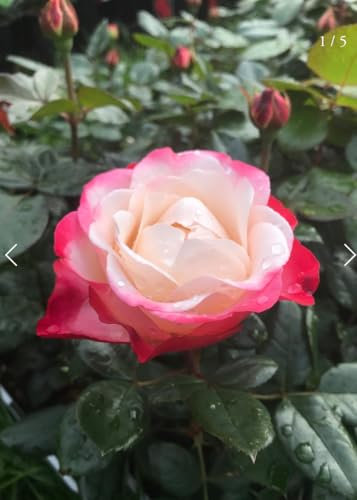 Nostalgia Bush Rose Plant in 3 Litre Growing Pot, Garden Ready