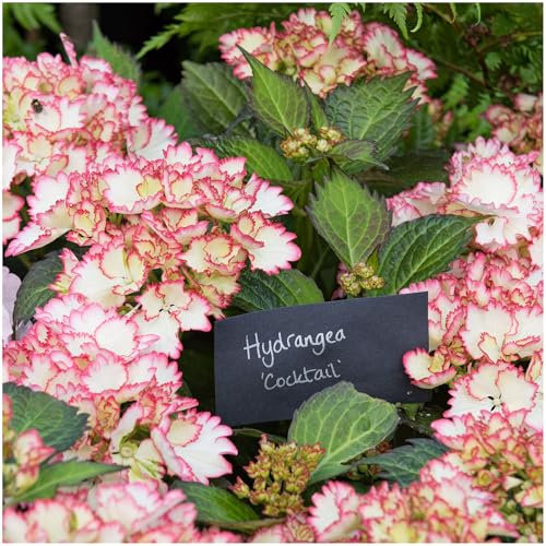 Hydrangea Macrophylla Cocktail in 2L Pot, Stunning Clusters of Pink Cream Flowers 3fatpigs®