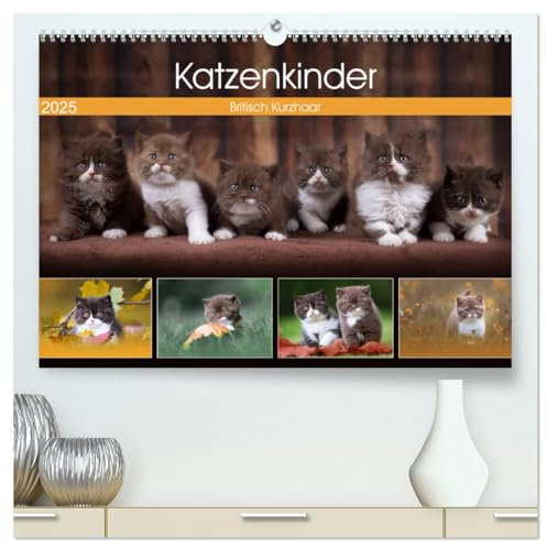Katzenkinder - Britisch Kurzhaar (hochwertiger Premium Wandkalender 2025 DIN A2 quer), Kunstdruck in Hochglanz