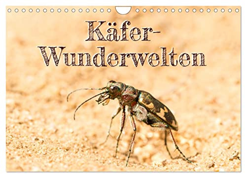 Käfer-Wunderwelten (Wandkalender 2026 DIN A4 quer), CALVENDO Monatskalender: Heimische Käfer in faszinierenden Makrofotografien (CALVENDO Tiere)