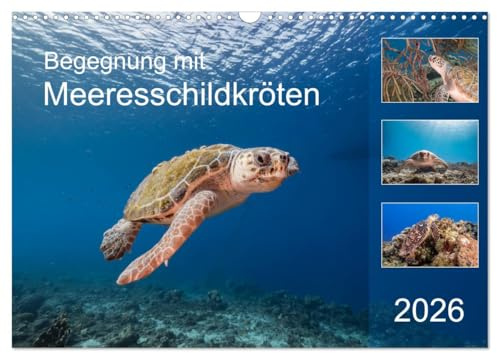 Begegnung mit Meeresschildkröten (Wandkalender 2026 DIN A3 quer), CALVENDO Monatskalender: Treffen mit Meeresschildkröten sind besondere Momente! (CALVENDO Tiere)