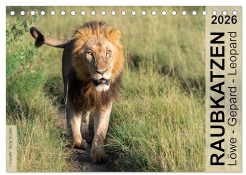 Raubkatzen - Löwe, Gepard, Leopard (Tischkalender 2026 DIN A5 quer), CALVENDO Monatskalender: Wild und frei im südlichen und östlichen Afrika. (CALVENDO Tiere)