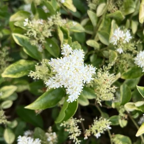 150 piezas Semillas de aligustre - Ligustrum lucidum - Plantas de balcón resistentes, auténticas plantas en maceta. Seto de aligustre de hoja perenne arbustos de hoja perenne resistentes