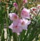 100 graines de fleurs de glaïeul rose fraîches et neuves