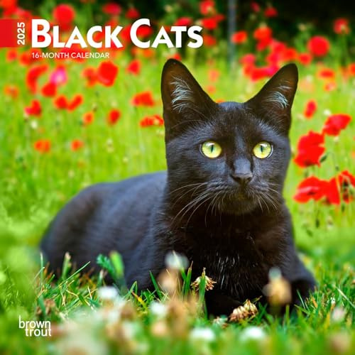 Black Cats 2025 7 X 14 Inch Monthly Mini Wall Calendar Browntrout Animals Feline Pets