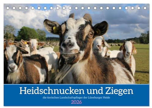 Heidschnucken und Ziegen die tierischen Landschaftspfleger der Lüneburger Heide (Tischkalender 2026 DIN A5 quer), CALVENDO Monatskalender: ... Lüneburger Heide (CALVENDO Natur)