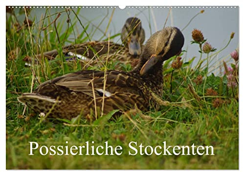 Possierliche Stockenten (Wandkalender 2026 DIN A2 quer), CALVENDO Monatskalender: Stockenten auf der Wiese und im Wasser (CALVENDO Tiere)