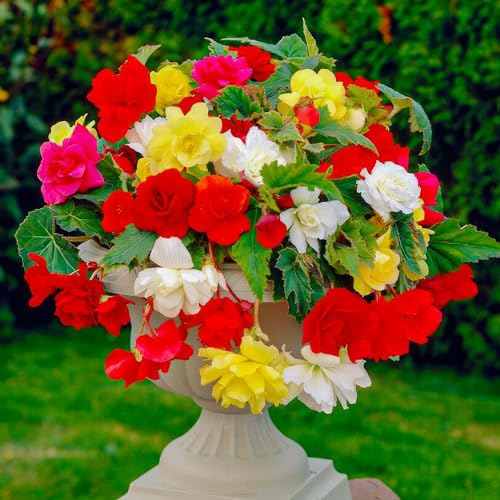 Begonias colgantes multicolores Colección Cascade, mezcla de 5 tubérculos de begonia de Holanda, begonias grandes reales (sin semillas), perennes para macetas y balcones, no resistentes