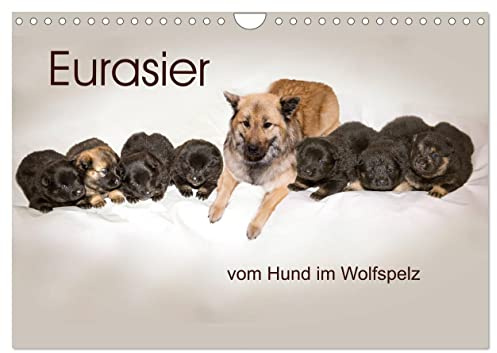 Eurasier, der Hund im Wolfspelz (Wandkalender 2026 DIN A4 quer), CALVENDO Monatskalender: Bilder aus dem Zwinger vom Hund im Wolfspelz. (CALVENDO Tiere)