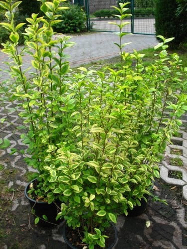 Goldliguster Ligustrum ovalifolium Aureum 80-100 cm hoch im 5 Liter Pflanzcontainer