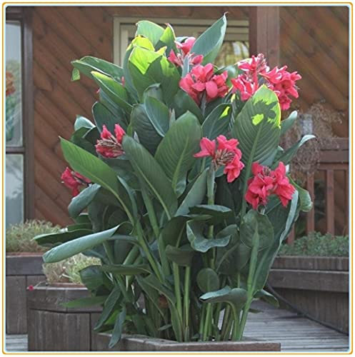 Adatto per piantare Bonsai Bulb Canna da giardino familiare in Italia con alto tasso di germinazione del fiore bonsai in estate-3bulbi:Seeds only