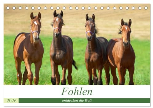 Fohlen entdecken die Welt (Tischkalender 2026 DIN A5 quer), CALVENDO Monatskalender: Fohlen entdecken neugierig die Welt (CALVENDO Tiere)