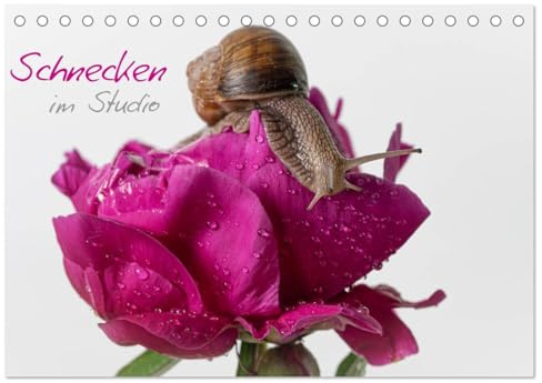 Schnecken im Studio (Tischkalender 2026 DIN A5 quer), CALVENDO Monatskalender (CALVENDO Tiere)