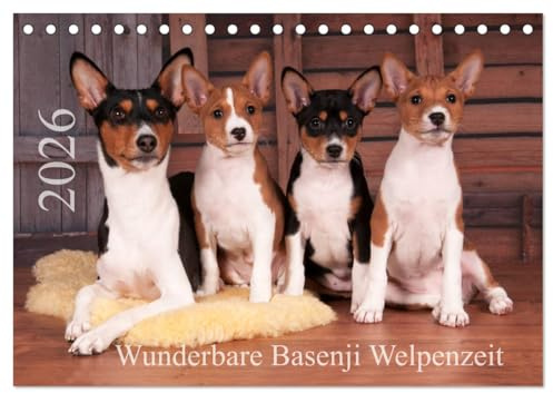 Wunderbare Basenji Welpenzeit (Tischkalender 2026 DIN A5 quer), CALVENDO Monatskalender: Basenji-Welpen genießen ihr junges Leben (CALVENDO Tiere)