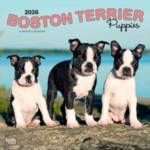 Boston Terrier Puppies | 2026 12 x 24 Inch (Hanging) Monthly Square Wall Calendar | Plastic-Free | BrownTrout | Animals Dog Breeds Puppy