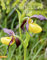 Alpenblumen Kalender 2021: Fiori alpini – Alpine flowers