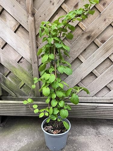 1 x Climbing Hydrangea deciduous Shrub (Hydrangea petiolaris) (2 Litre)