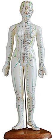 FHUILI Akupunkturpunkt Menschlicher Körper Modell – 48 cm menschliches Akupunkturmodell – chinesische Akupunktur Körper Lehrmodell – für Meridian-Massage Lehren