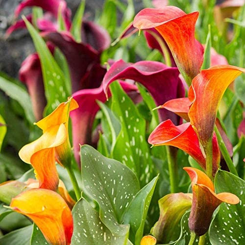 Calla Lily Bulbs ‘Spectrum Mixed' Zantedeschia Half-Hardy Rhizome Bulb Size 12/14 Brightly Coloured Blooms Easy to Grow Your Own Exotic Garden Flowers 20x Bulbs by Thompson & Morgan