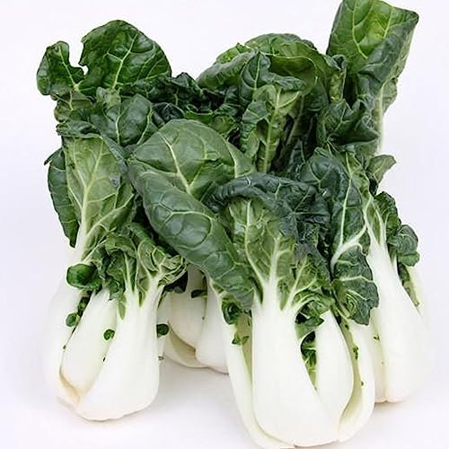 Luojuny Mini Bok Choy Seeds, 100Pcs / Bag Piantine di verdure commestibili produttive naturali per fattoria Semi di Pak Choi