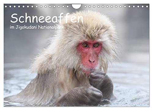 Schneeaffen im Jigokudani Nationalpark (Wandkalender 2026 DIN A4 quer), CALVENDO Monatskalender: Wunderschöne Portraitaufnahmen dieser faszinierenden Affenart (CALVENDO Tiere)