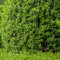 Semi di ligustro, piante da siepe di ligustro, vaso bonsai, piante perenni, colorato piante da ombra resistenti, semi di alberi piante da siepe pianta in vaso resistente e bella Le 150pcs