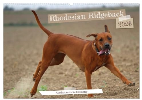 Rhodesian Ridgeback - Ausdrucksstarke Gesichter (Wandkalender 2026 DIN A2 quer), CALVENDO Monatskalender: Körpersprache Hund: Die Mimik läßt Bände sprechen (CALVENDO Tiere)