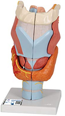3B Scientific Menschliche Anatomie - Kehlkopfmodell, 2-fache Größe, 7-teilig + kostenlose Anatomie App - 3B Smart Anatomy, G21