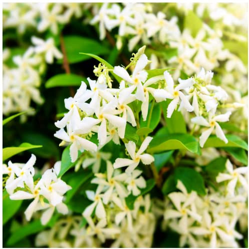 Star Jasmine Plants/Trachelospermum Jasminoides in 9cm Pot, Fragrant Flowers 3fatpigs®