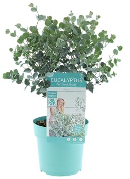 Eucalyptus gunnii Azura Strauch – Winterharter Eukalyptus für Garten & Terrasse, Aromatische Blätter, Pflegeleicht, Zierpflanze im Topf (1)