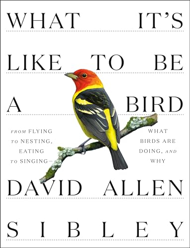 What It's Like to be a Bird (Sibley Guides): From Flying to Nesting, Eating to Singing--What Birds Are Doing, and Why