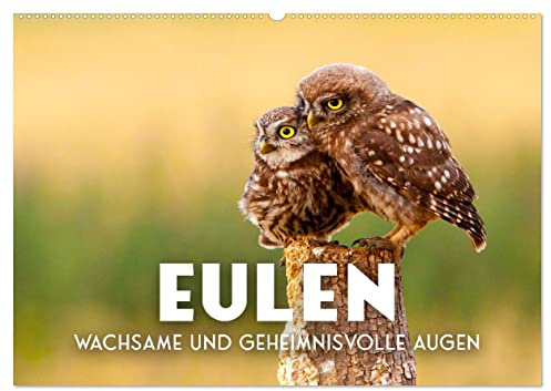 Eulen - Wachsame und geheimnisvolle Augen (Wandkalender 2026 DIN A2 quer), CALVENDO Monatskalender: Die Vögel der Weisheit. (CALVENDO Tiere)