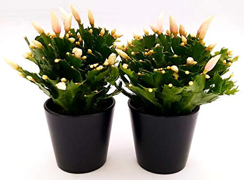 POWERS TO FLOWERS - SCHLUMBERGERA BIANCA, 2 PIANTE, Vaso 13cm, Natalina, Pasqualina, Rhipsalis, piante vere