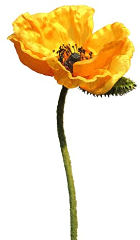 artplants.de Kunstblume Mohnblume ANKANG, orange-gelb, 70 cm - Künstlicher Blumenzweig