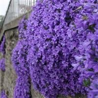 3 x Campanula garganica Cottage Garden Perennial Plug Plants