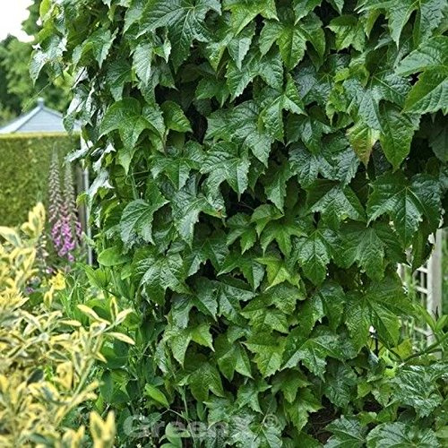 Robuste Jungfernrebe 40-60cm - Parthenocissus tricuspidata - lebende Gartenpflanze aus den Baumschulen