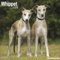 Whippet - Kleine Englische Windhunde 2025 - 16-Monatskalender: Original Avonside-Kalender [Mehrsprachig] [Kalender] (Wall-Kalender)